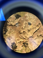 Lithophyllum incrustans