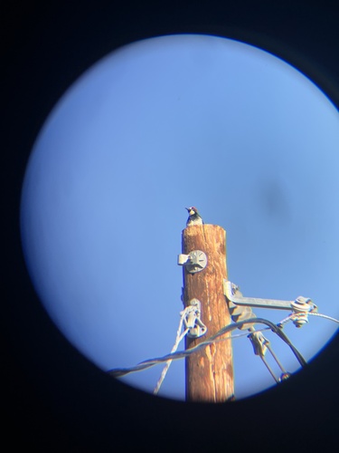 iNaturalist observation photo of Acorn Woodpecker
