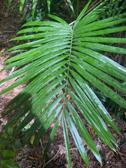 Calamus moti