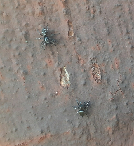 Zebra Jumping Spider