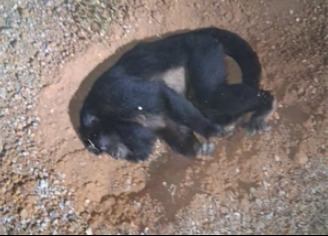 Black-and-gold Howler Monkey