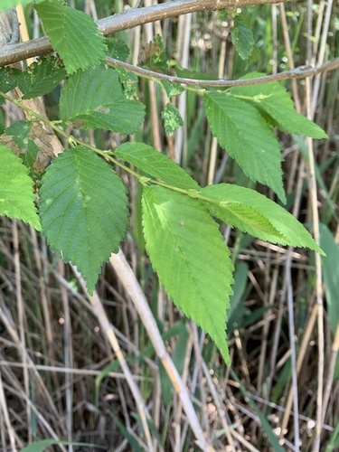 Wych elm