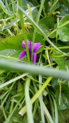 Viola odorata