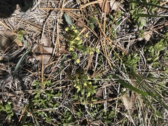 Galium ambiguum
