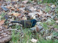 Quiscalus quiscula versicolor