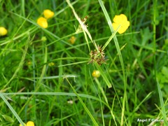 Cyperus flavescens