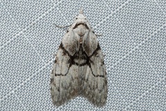 Nola delograpta