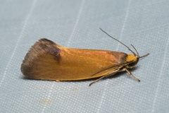 Delexocha ochrocausta