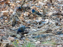Quiscalus quiscula versicolor