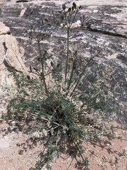 Lomatium parryi