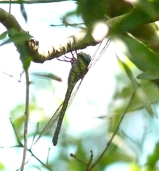 Coryphaeschna ingens