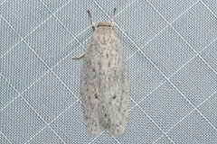 Agriophara cinderella