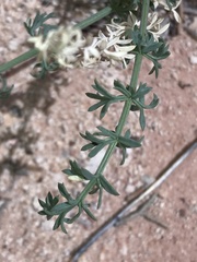 Lomatium parryi