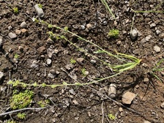 Plagiobothrys greenei