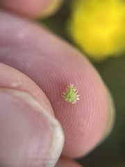 Plagiobothrys greenei