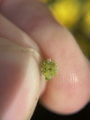 Plagiobothrys greenei