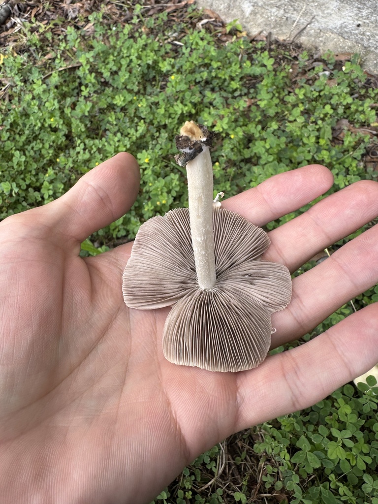 Pale Brittlestem
