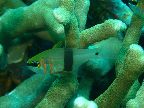Taeniamia zosterophora observed 2026-05-27