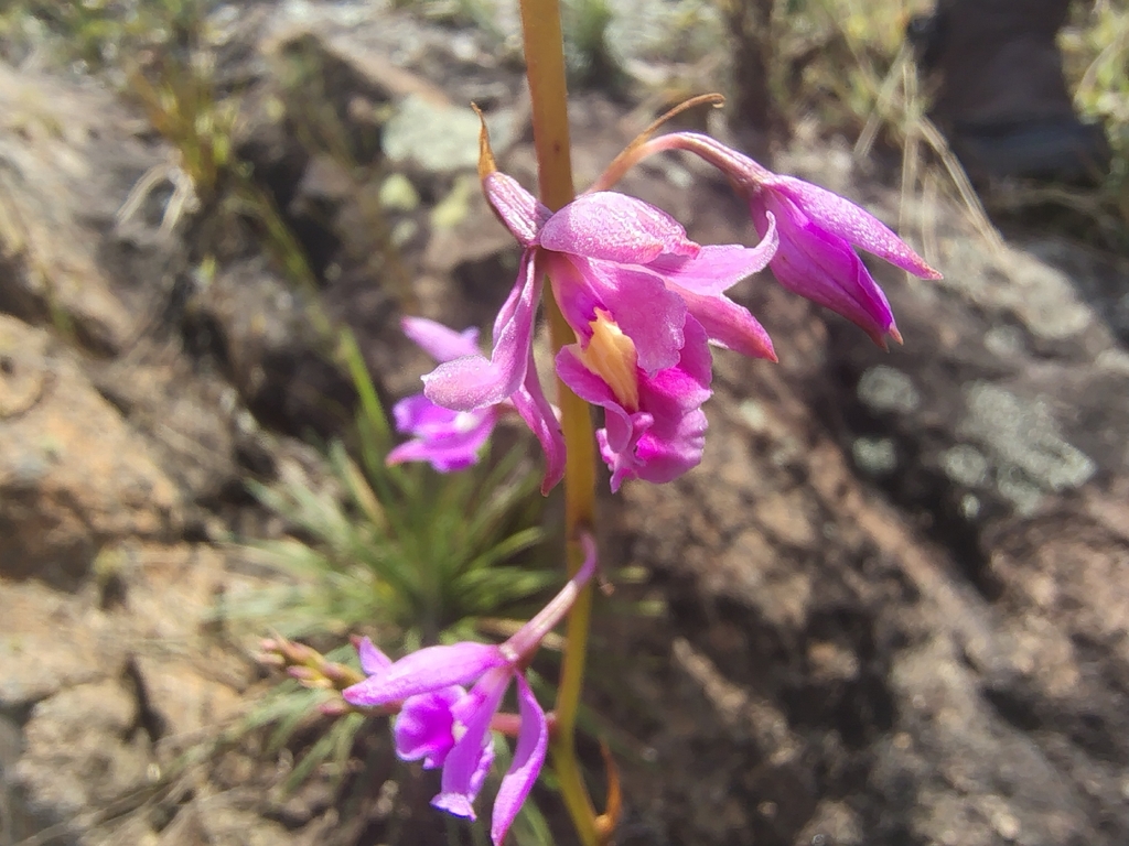 Epidendrum campestre Lindl. 4