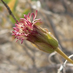 (c) Stan Shebs, some rights reserved (CC BY-SA) Brickellia atractyloides, photograph (c) Stan Shebs, some rights reserved (CC BY-SA)