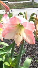Hippeastrum hybridum