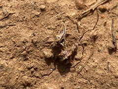 Plagiobothrys austinae