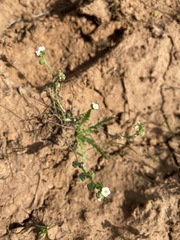 Plagiobothrys austinae