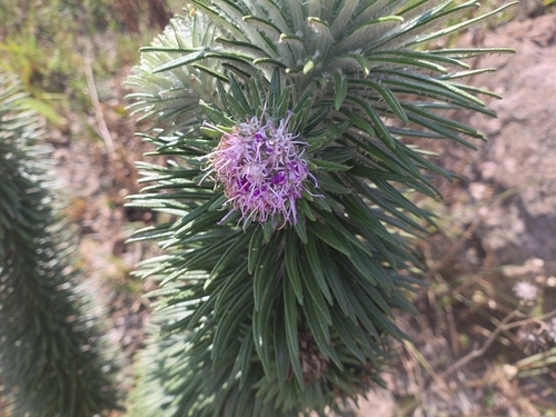 Lychnophora villosissima