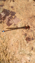 Argia cuprea