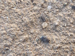 Plagiobothrys stipitatus