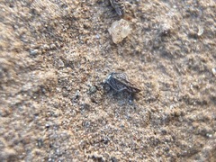 Plagiobothrys stipitatus