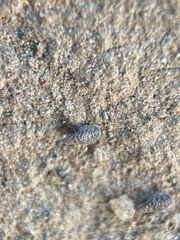 Plagiobothrys stipitatus