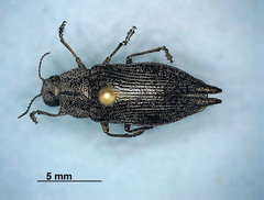 Poecilonota cyanipes