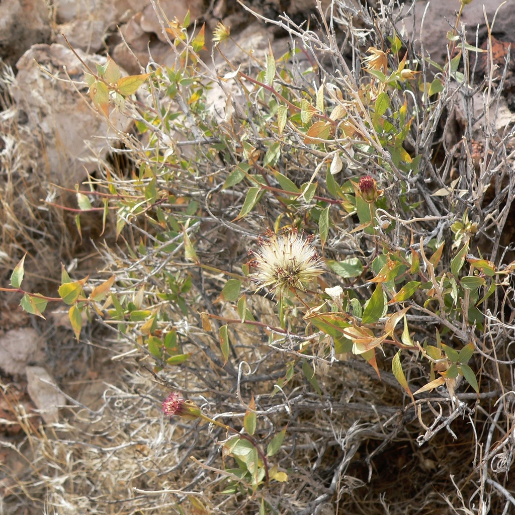 Brickellia atractyloides; photograph (c) Stan Shebs, some rights reserved (CC BY-SA)