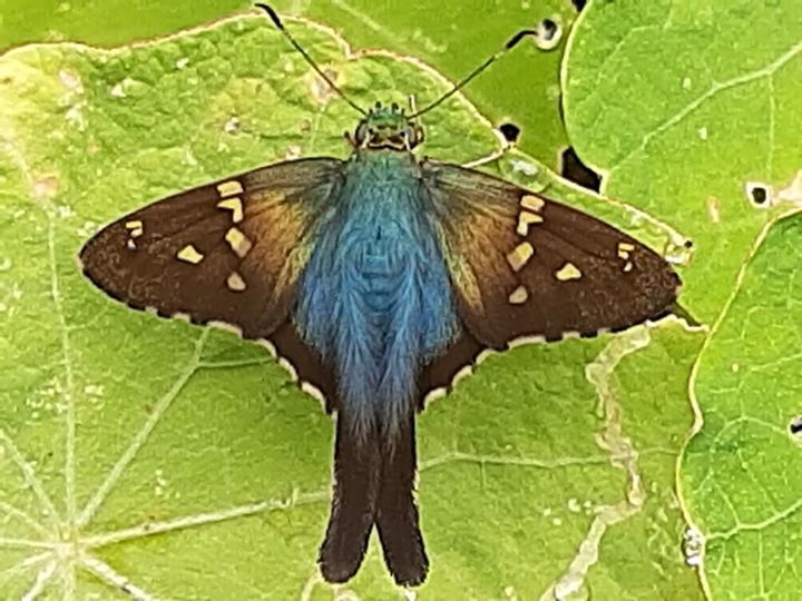 Turquoise Longtail