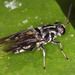Cyphomyia albitarsis - Photo (c) Peter Hollinger, algunos derechos reservados (CC BY-NC), uploaded by Peter Hollinger