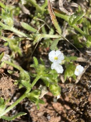 Plagiobothrys scriptus