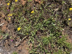 Plagiobothrys scriptus