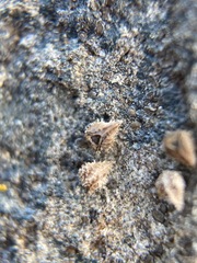 Plagiobothrys scriptus