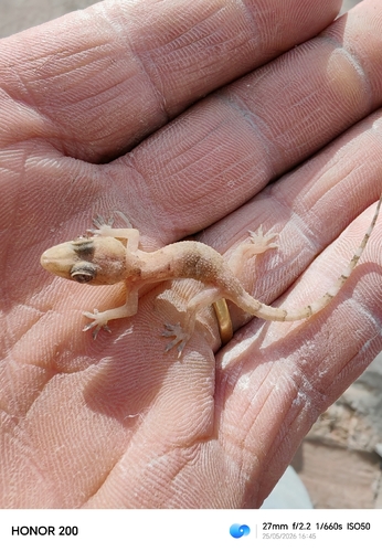 Tropical House Gecko