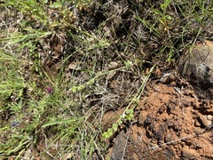 Plagiobothrys austinae