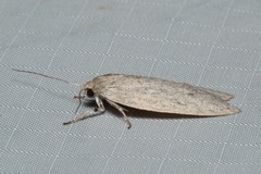 Agriophara cinderella