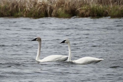 Trumpeter Swan