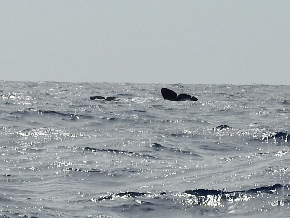 Physeter macrocephalus