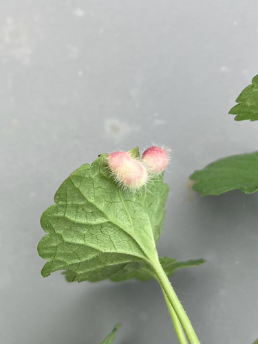 Glechoma gall wasp