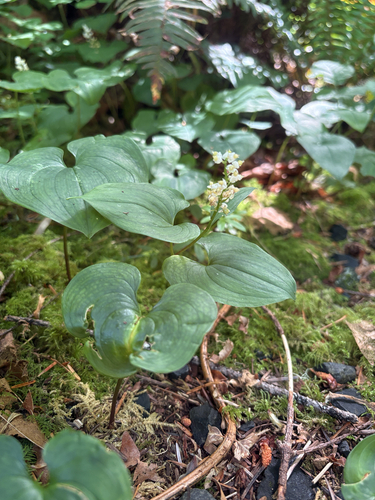 Western Lily of the Valley