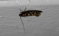 Lindera tessellatella