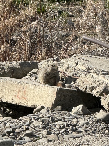 Берингийский суслик observed by vew17