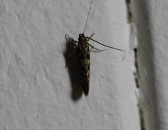 Lindera tessellatella