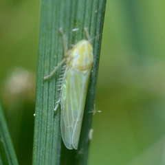 Dikraneura angustata